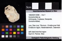 Foto (Objket + Etiketten) von Goniodromites sp. 